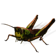 24.png DOWNLOAD Grasshopper 3D MODEL - ANIMATED - INSECT Raptor Linheraptor MICRO BEE FLYING - POKÉMON - DRAGON - Grasshopper - OBJ - FBX - 3D PRINTING - 3D PROJECT - GAME READY-3DSMAX-C4D-MAYA-BLENDER-UNITY-UNREAL - DINOSAUR -