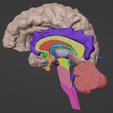 8.png 3D Brain Hemisphere and Brain Stem