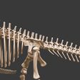5.jpg Argentinosaurus : Esqueleto completo