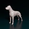 Argent-boy-CE-001.jpg Argentino Dogo
