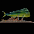 my_project-1-10.png mahi mahi / dorado / common dolphinfish underwater statue detailed texture for 3d printing