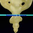 pelvis-types-hip-bone-labelled-detailed-3d-model-4d6456a261.jpg Pelvis types hip bone labelled detailed 3D model