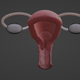 9.png.b969ecea09af0e7980d18411508030fa.png 3D Model of Female Reproductive System v2