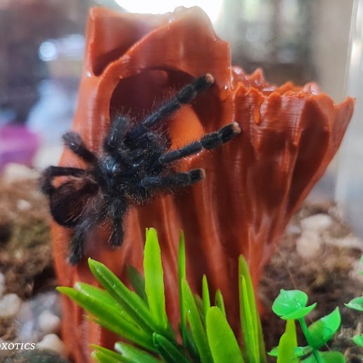 IMG_20250904_104846.jpg Arachnoxotics Arboral Hide v2