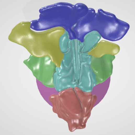 sinus,-nasal,-frontal,-ethmoid,-sphenoid,-orbital,-oral,-dental,-nose,-maxillary,-nerve,-head,-skull.png 通过真实 CT 扫描获得的鼻腔鼻窦高分辨率 3D 解剖图：上颌窦、乙状窦（包括眶上乙状窦）、额窦、鼻腔和三个鼻小柱