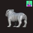 bulldogpetshop4.jpg Bulldog High Detail Model
