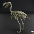 Kelenken-skeleton-5.png Kelenken guillermoi - terror bird skeleton 3D print model