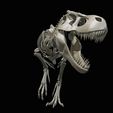 05.jpg Tyrannosaurus rex: 3D skeleton