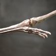 DSC_0066Cults.jpg STL file Pteranodon skeleton・3D printer model to download