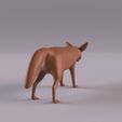 FennecFoxPr_0005.jpg Animales del desierto del Sáhara