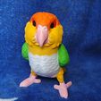 IMG_20240617_154936627.jpg Caique