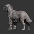Irish-red-setter8.jpg Irish red setter 3D print model