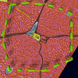 Screenshot-27.png Liver histology anatomy labelled