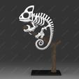 cl02.png Chamäleon-Skelett