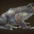 5.png Frog
