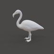 Flamingo_1.2.jpg Flamingo em pé
