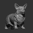 corgi-3d-model-f973c1d25c.jpg Modelo de impressão 3D do Welsh Corgi Pembroke