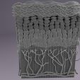 w-1.jpg epithelial cells types collection 3D