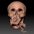 skull-3d-model-obj-stl-ztl-1.jpg Skull 3D print model