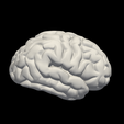13.png 3D Model of Brain with Cerebellum and Brain Stem