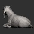 Baby-Boer-goat-lying-down11.jpg Baby Boer goat lying down 3D print model