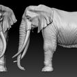 01.jpg Elephant African