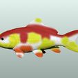 1.jpg Koi Fisch 3D Modell