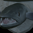 Barracuda-solo-model-13.png fish head great barracuda trophy statue detailed texture for 3d printing