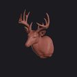 white-tailed_deer_0015.jpg White-Tailed Deer Head