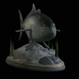 Greater-Amberjack-statue-1-5.png fish greater amberjack / Seriola dumerili statue underwater detailed texture for 3d printing