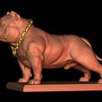 2.jpg American Bully Pocket