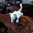 20220316_175506.jpg beautiful flexible kitten