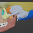 2.png 3D Model of Skull and Skull Bones