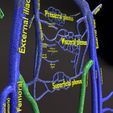 PSfinal0037.jpg Human venous system schematic 3D