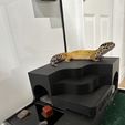 Gecko-on-Removable-Top.jpg Updated Multiple Gecko - Deluxe Spa (Wet Hide+ Water Dish)