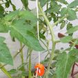 IMG_20210315_145125559.jpg Gancho para plantas de tomates