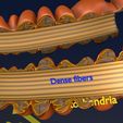 3d-sperm-spermatozoa-3d-model-blend-35.jpg sperm spermatozoa 3D model labelled detail blender