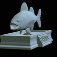 zander-statue-4-open-mouth-1-29.png fish zander / pikeperch / Sander lucioperca  open mouth statue detailed texture for 3d printing
