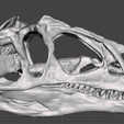 allosaurus.png Allosaurus Skull (Big Al replica)