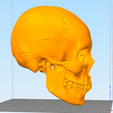 skull2.PNG magnetic
