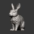 rabbit-rex-agouti9.jpg Rabbit rex agouti 3D print model