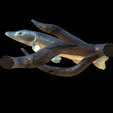 pike-high-quality-1-5.png big old pike underwater statue on the wall detailed texture for 3d printing