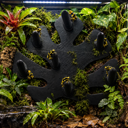 pondoir dendrobate