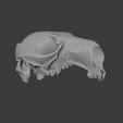 Antilopine-Kangaroo-Skull_rear_angle.png Antilopine Kangaroo Skull