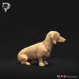 Dachshund-Miniature-Smooth-Haired-Pose-06-Dog-3D-Print-3s.jpeg Teckel miniature à poil lisse Pose 06