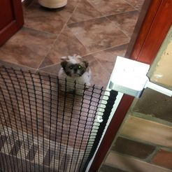WhatsApp-Image-2021-07-19-at-8.05.19-PM.jpeg Archivo STL Puerta de seguridad para perros o gatos・Objeto imprimible en 3D para descargar