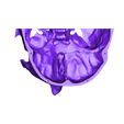 skull-mid-front.stl Human skull, anatomically correct - for smaller printers