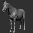 15.jpg Horse Breeds Collection