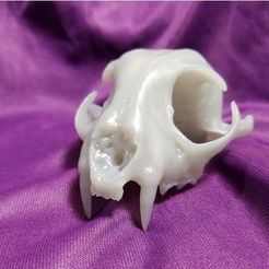 1be7c7f9cf6c0c1b79ced7d7b15c30db_preview_featured.jpg STL file real Bobcat Skull and jaw animal reproduction・3D print object to download, Anthrobones