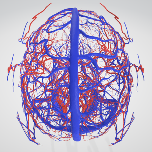 cerebrovascular,-brain,-face,-hemisphere,-willis,-dental,-neck,-vein,-artery,-head,-cerebellum,-vasc.png 3D 头颈部血管解剖图 - 动脉、静脉和脑血管系统
